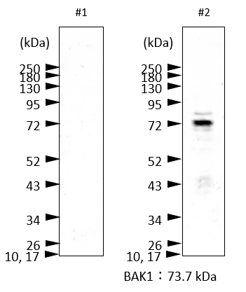 Western blot using anti-BAK1 antibodies